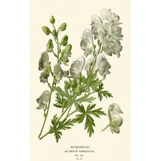 Edward Step - Monkshood.webp