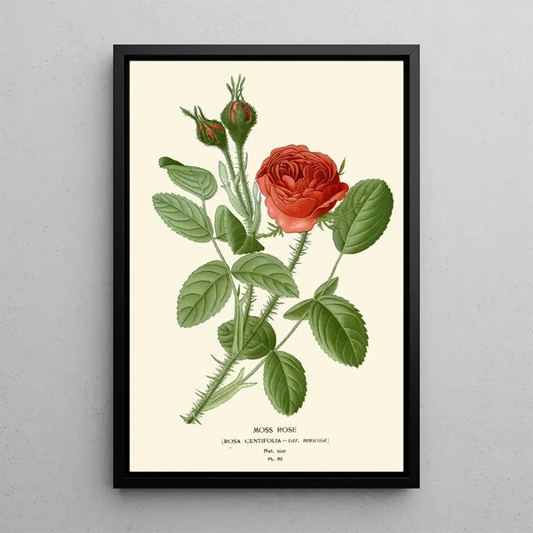 Rose mousse - Edward Step — gerahmtes Bild an der Wand