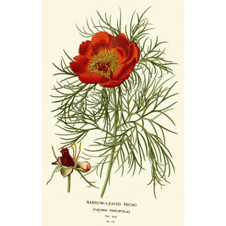 Edward Step - Narrowleaved Peony.webp
