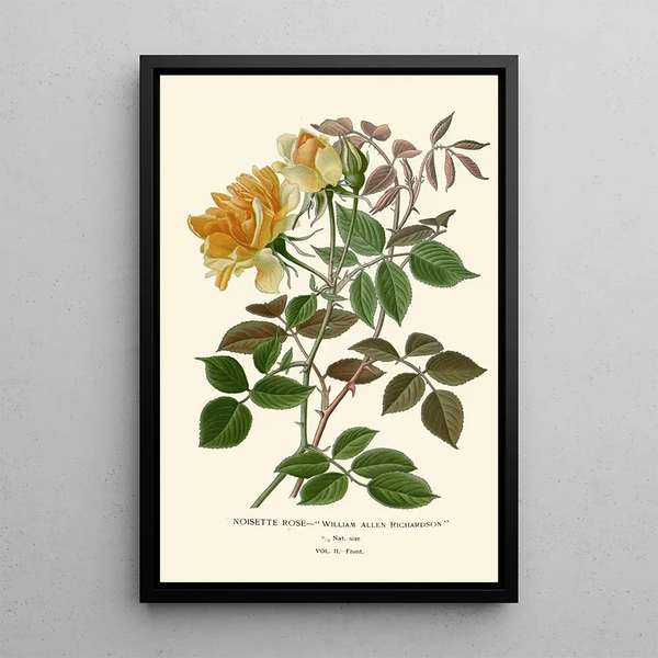Reproduktion des Gemäldes Rose Noisette - Edward Step