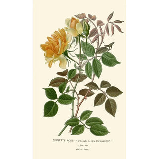 Edward Step - Noisette Rose.webp