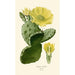 Reproduktion des Gemäldes Opuntia vulgaris - Edward Step