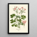 Reproduktion des Gemäldes Oxalis floribunda - Edward Step
