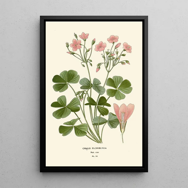 Reproduktion des Gemäldes Oxalis floribunda - Edward Step