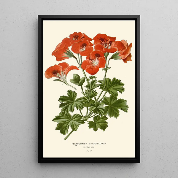 Pélargonium grandiflorum - Edward Step — gerahmtes Bild an der Wand