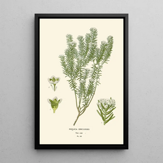 Edward Step - Phylica Ericoides.webp