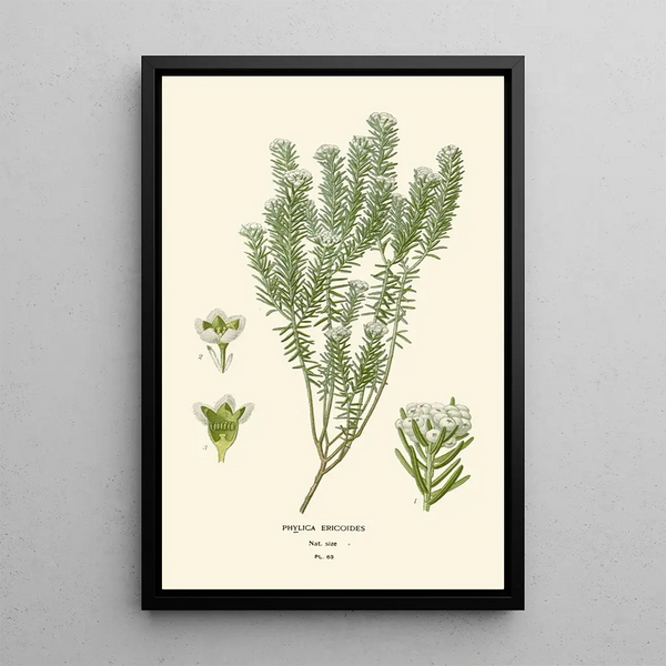 Reproduktion des Gemäldes Phylica ericoides - Edward Step