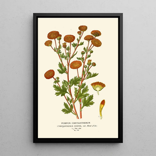 Chrysanthème Pompon - Edward Step — gerahmtes Bild an der Wand