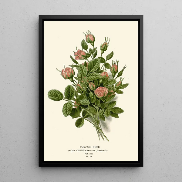 Reproduktion des Gemäldes Rose Pompon - Edward Step