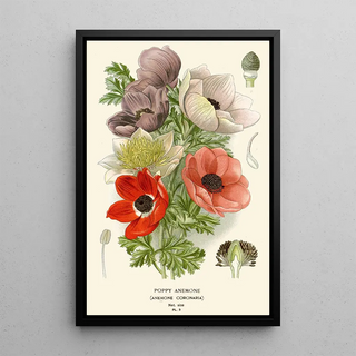 Edward Step - Poppy Anemone.webp