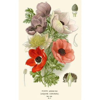 Edward Step - Poppy Anemone.webp