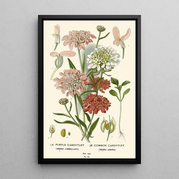 Reproduktion des Gemäldes Iberis Violet Iberis Commun - Edward Step