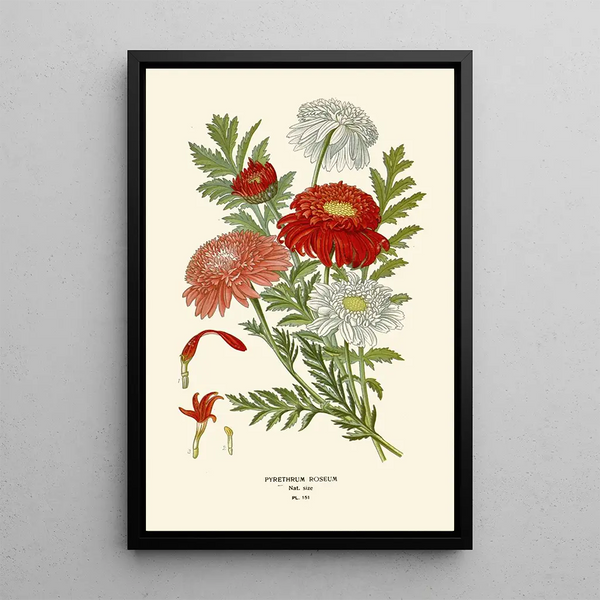 Pyrèthre Roseum - Edward Step — gerahmtes Bild an der Wand