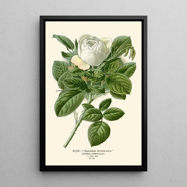 Reproduktion des Gemäldes Rose Baronne Rothschild - Edward Step