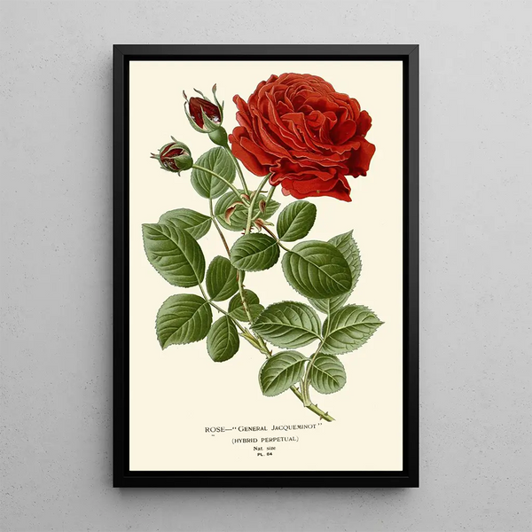 Reproduktion des Gemäldes Rose Général Jacqueminot - Edward Step