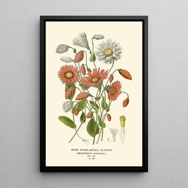 Immortelle Rosée - Edward Step — gerahmtes Bild an der Wand