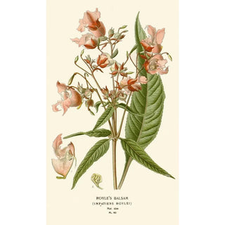 Edward Step - Royles Balsam.webp