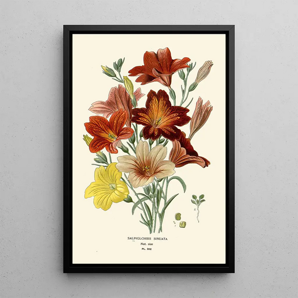 Salpiglossis Sinuata - Edward Step — gerahmtes Bild an der Wand