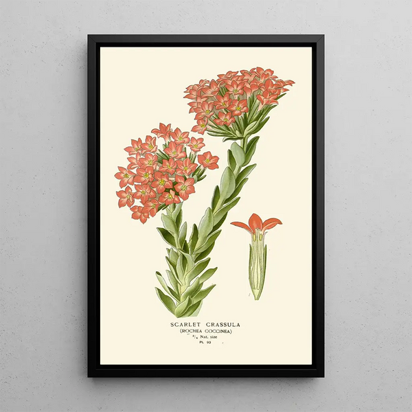Crassula Écarlate - Edward Step — gerahmtes Bild an der Wand
