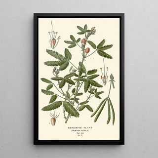 Edward Step - Sensitive Plant.webp