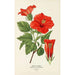 Blumen der Schuhsohle - Edward Step — Ansicht des Kunstwerks