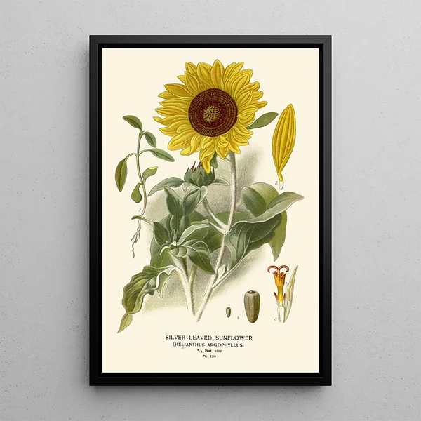 Reproduktion des Gemäldes Sonnenblume mit silbernen Blättern - Edward Step