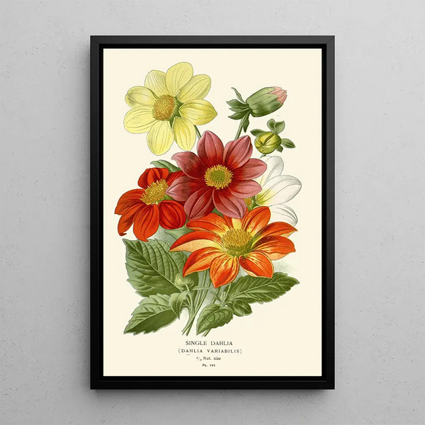 Reproduktion des Gemäldes Dahlia Simple - Edward Step