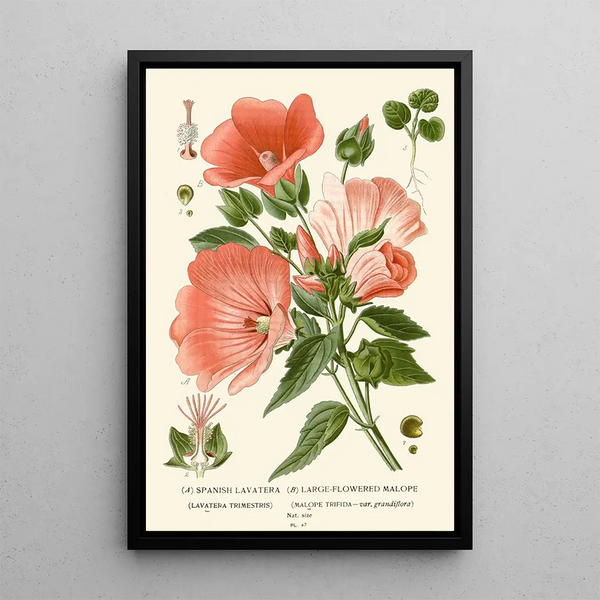 Reproduktion des Gemäldes Mauve d'Espagne Maloppe à Grandes Fleurs - Edward Step