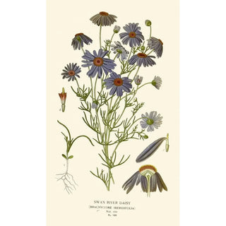 Edward Step - Swan River Daisy.webp