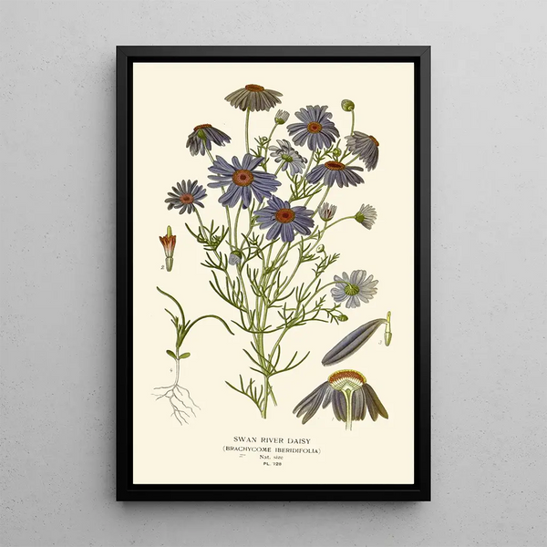Marguerite du Fleuve Schwan - Edward Step — gerahmtes Bild an der Wand