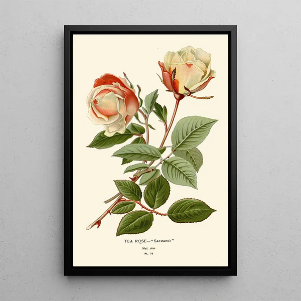 Reproduktion des Gemäldes Rose Thé Safrano - Edward Step