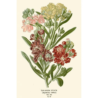Edward Step - TenWeek Stock.webp