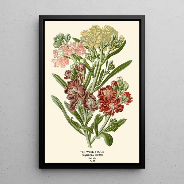 Giroflée des Jardins - Edward Step — gerahmtes Bild an der Wand