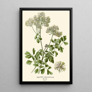 Edward Step - Thalictrum Aquilegifolium.webp