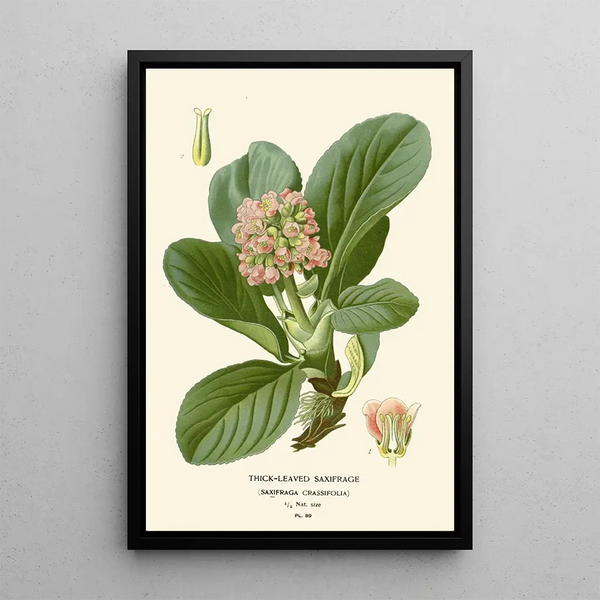 Saxifrage à feuilles épaisses - Edward Step — gerahmtes Bild an der Wand