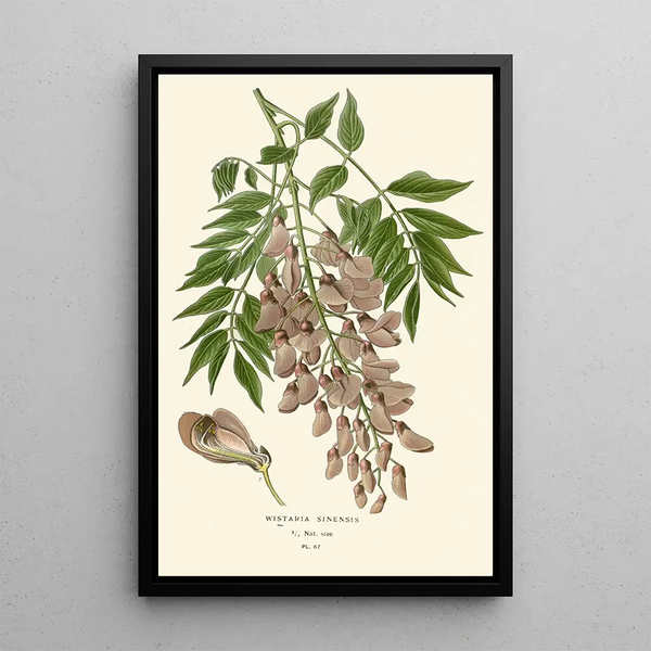 Reproduktion des Gemäldes Glycine de Chine - Edward Step