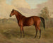 Pic du Kentucky - Edward Troye — Ansicht des Kunstwerks