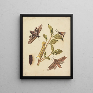 Eleazar Albin - Privet Hawk Moths and Callajoppa Exaltatoria.webp