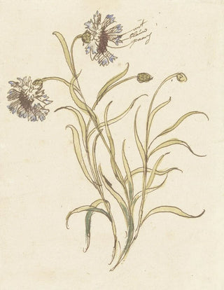Elias van Nijmegen - Anjers.webp