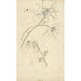 Nigelle de Damas - Elias van Nijmegen — Ansicht des Kunstwerks