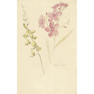Elias van Nijmegen - Oleander en brem.webp