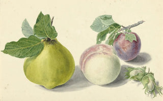 Elisabeth Geertruida van de Kasteele - Een peer perzik pruim en noten after Michiel van Huysum.webp