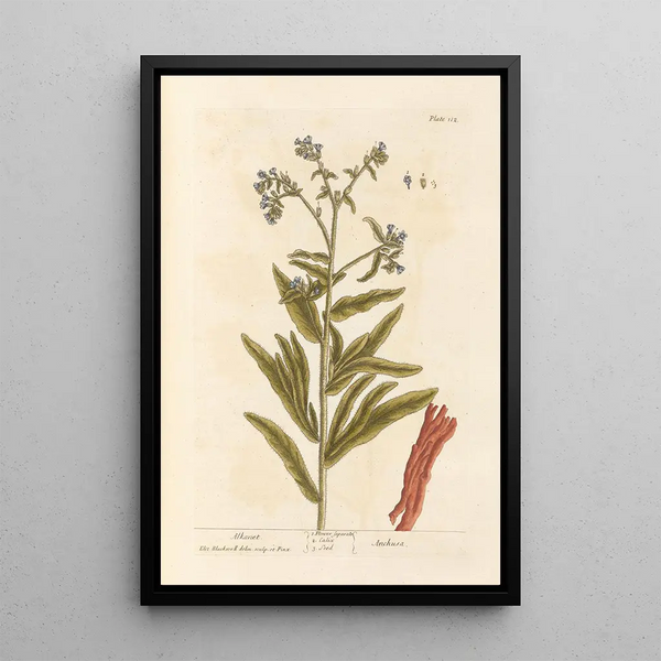 Orcanette - Elizabeth Blackwell — gerahmtes Bild an der Wand