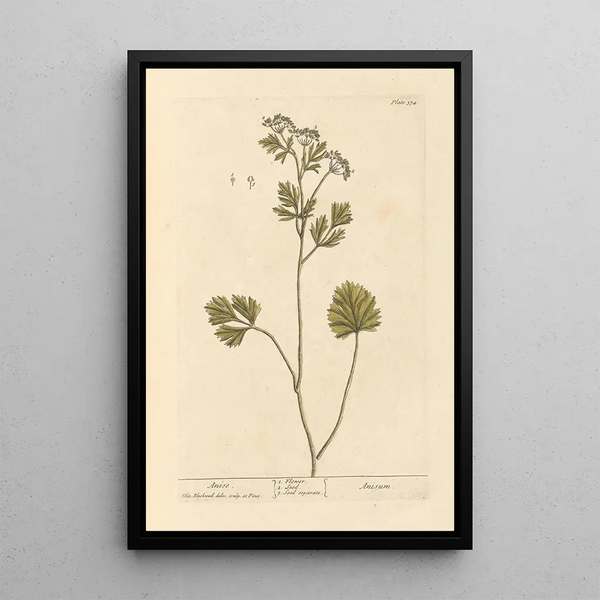 Elizabeth Blackwell - Anise.webp