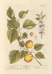 Aprikose - Elizabeth Blackwell — Ansicht des Kunstwerks
