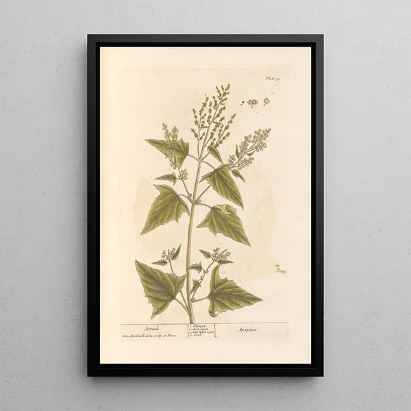 Arroche - Elizabeth Blackwell — gerahmtes Bild an der Wand