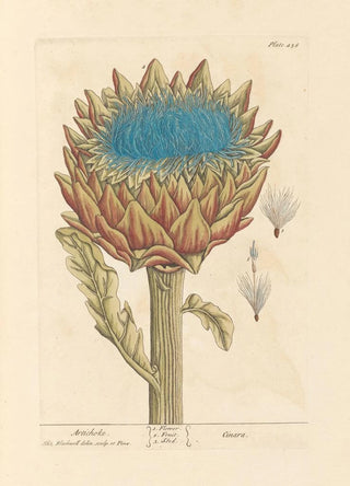 Elizabeth Blackwell - Artichoke.webp