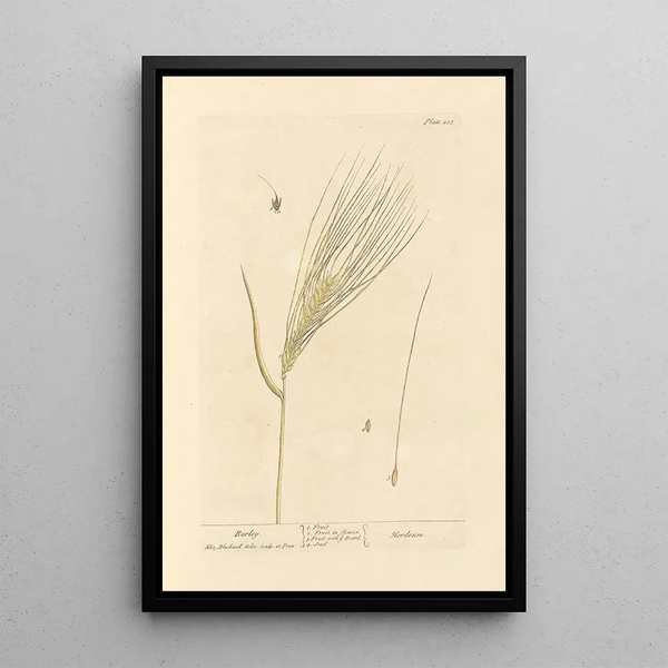Gerste - Elizabeth Blackwell — gerahmtes Bild an der Wand