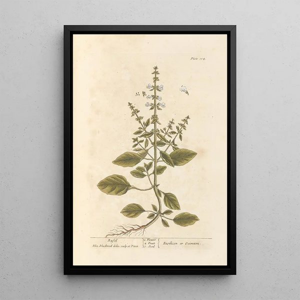 Basilic - Elizabeth Blackwell — gerahmtes Bild an der Wand