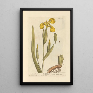 Elizabeth Blackwell - Bastard acorus.webp